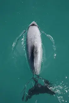 Akaroa Prints: DDE-90026493