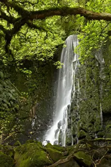 Catlins Prints: DDE-90026496