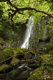 Catlins Prints: DDE-90026497