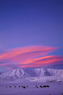 Alpenglow Prints: DDE-90026518