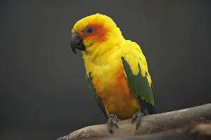Ornithology Prints: DDE-90026523