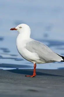 Gull Prints: DDE-90026654