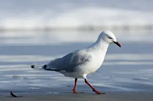 Gull Prints: DDE-90026655