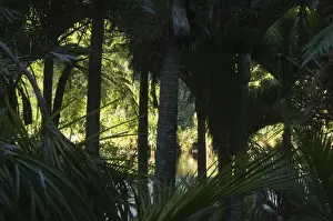 Karamea Prints: DDE-90026656