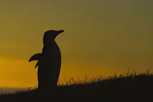 Otago Prints: DDE-90026691