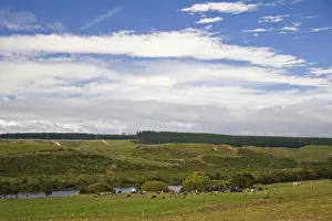 Otago Prints: DDE-90026773