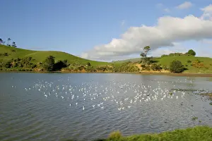 Otago Prints: DDE-90026780