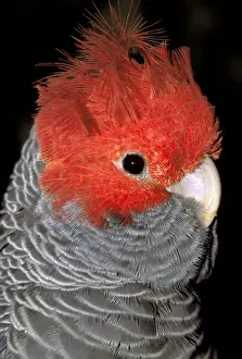 Perch Prints: DDE-90026917