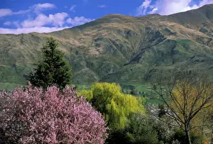 Zealand Prints: DDE-90026927