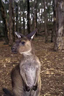Kangaroo Prints: DDE-90026930