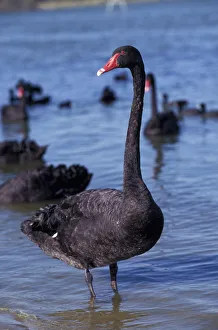 Swan Collection: DDE-90026932