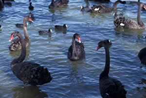 Swan Collection: DDE-90026933