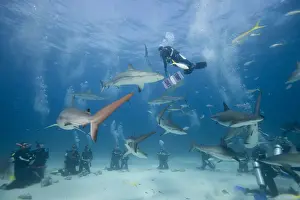 Divers Prints: DDE-90026990
