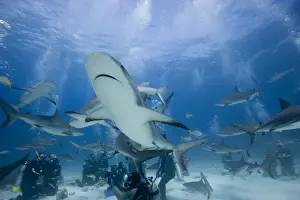 Divers Prints: DDE-90026992