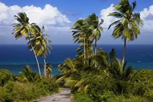 Paradise Prints: DDE-90026998