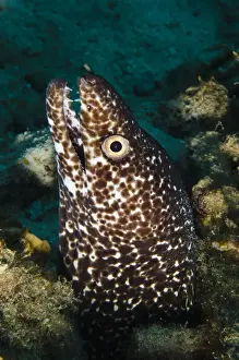 Moray Prints: DDE-90027031