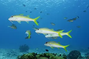 Bonaire Prints: DDE-90027039
