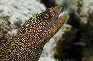 Moray Prints: DDE-90027044