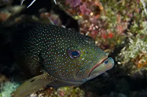 Grouper Prints: DDE-90027062