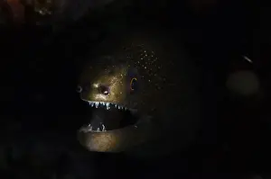 Moray Prints: DDE-90027064