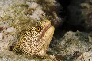 Moray Prints: DDE-90027078