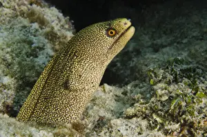 Moray Prints: DDE-90027081
