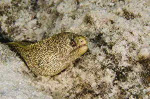 Moray Prints: DDE-90027082