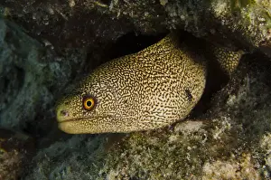 Moray Prints: DDE-90027084