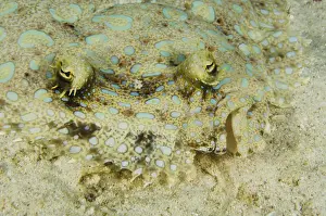 Peacock Prints: DDE-90027088