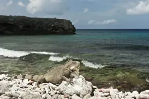 Antilles Prints: DDE-90027096
