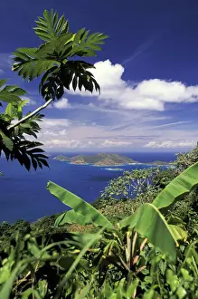 Paradise Prints: DDE-90027144