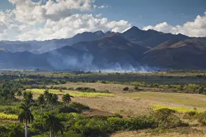 Afternoon Prints: DDE-90027209