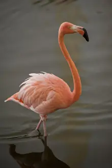 Flamingo Prints: DDE-90027233