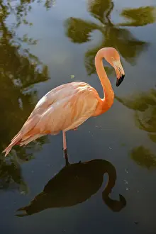 Flamingo Prints: DDE-90027236