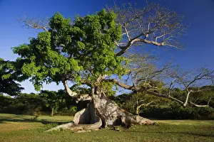Puerto Prints: DDE-90027286