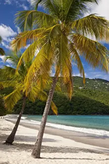 Paradise Prints: DDE-90027387