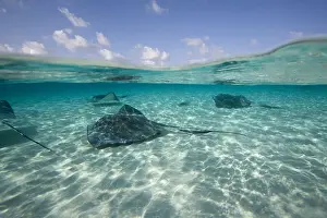 Shallow Prints: DDE-90027434