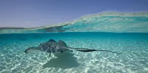 Shallow Prints: DDE-90027438