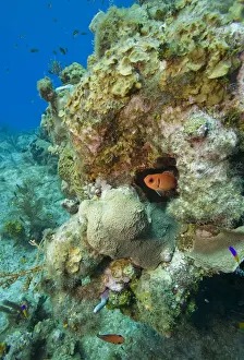 Cayman Prints: DDE-90027447