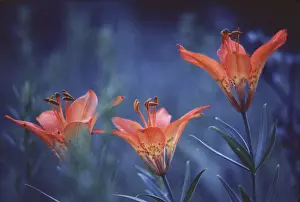 Stamen Prints: DDE-90027496
