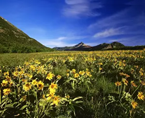 Waterton Prints: DDE-90027601