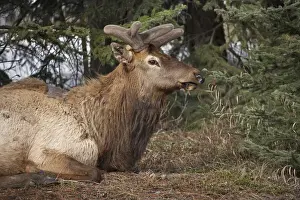 Cervus Prints: DDE-90027662