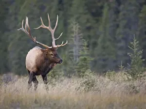Cervus Prints: DDE-90027670