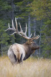 Cervus Prints: DDE-90027675