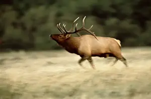 Waterton Prints: DDE-90027707