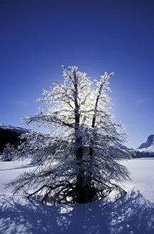 Frost Collection: DDE-90027732