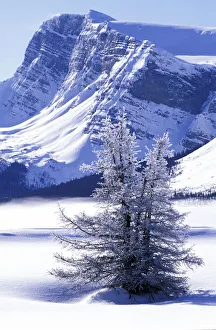 Frost Collection: DDE-90027733