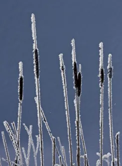 Frost Collection: DDE-90027756