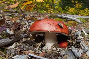 Mushroom Prints: DDE-90027841