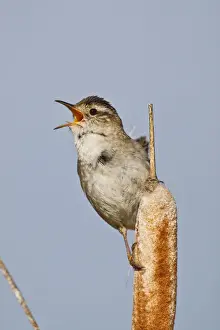 Singing Prints: DDE-90027869